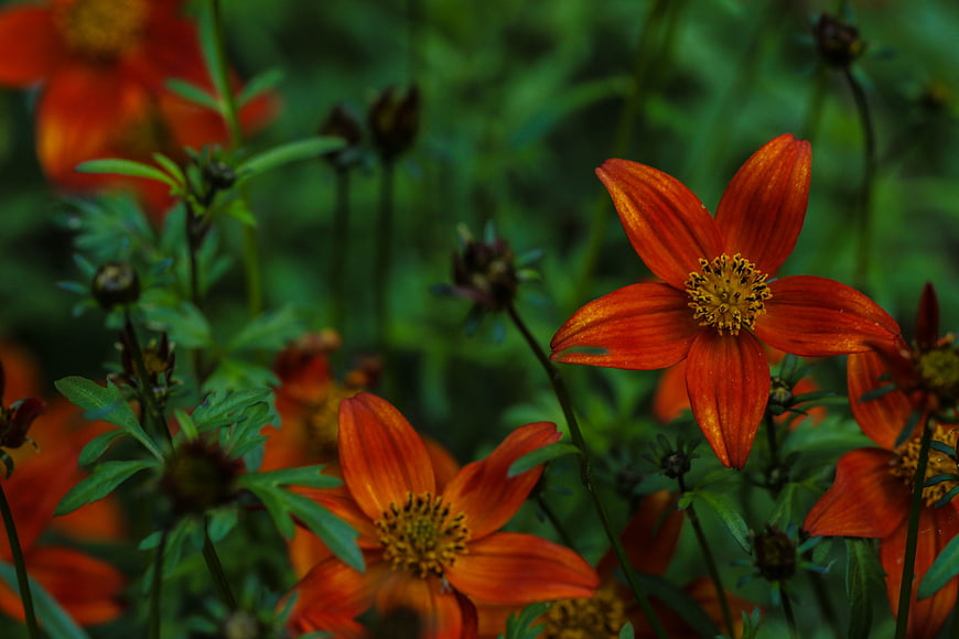 Vibrant Orange Cosmos Flowers in a Lush Green Garden