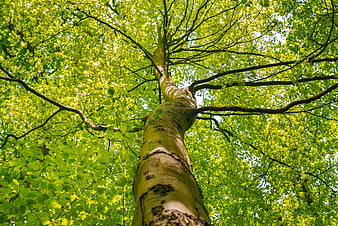 Low angle view of tall tree trunk and green canopy