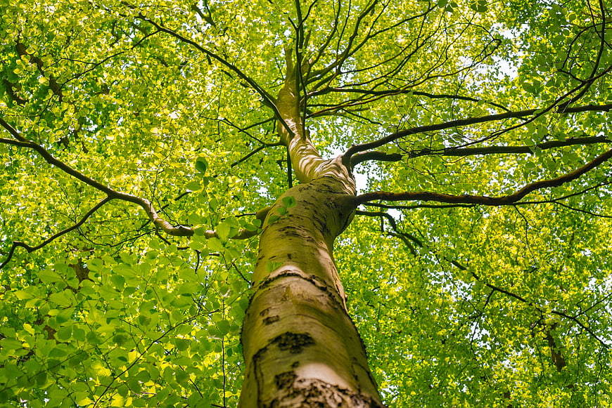 Low angle view of tall tree trunk and green canopy