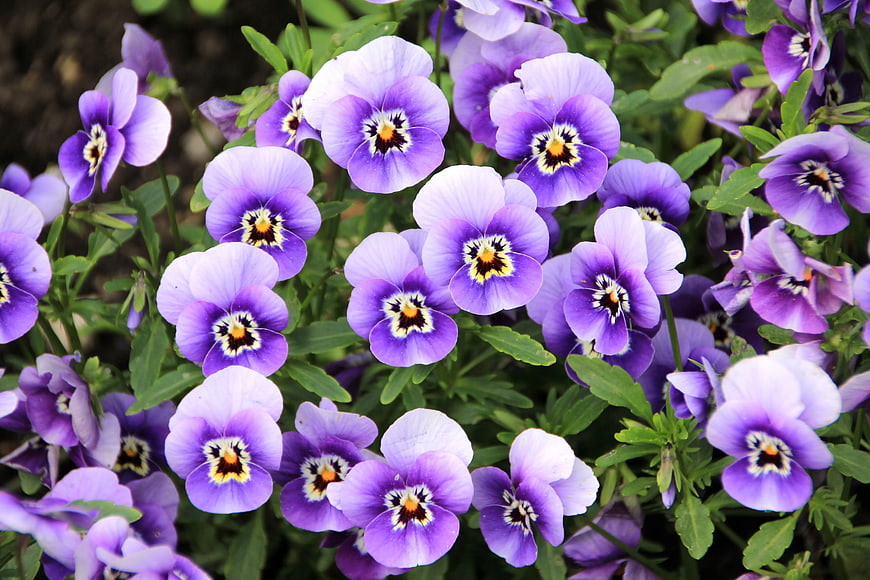 Vibrant Purple Pansies in a Garden Bed