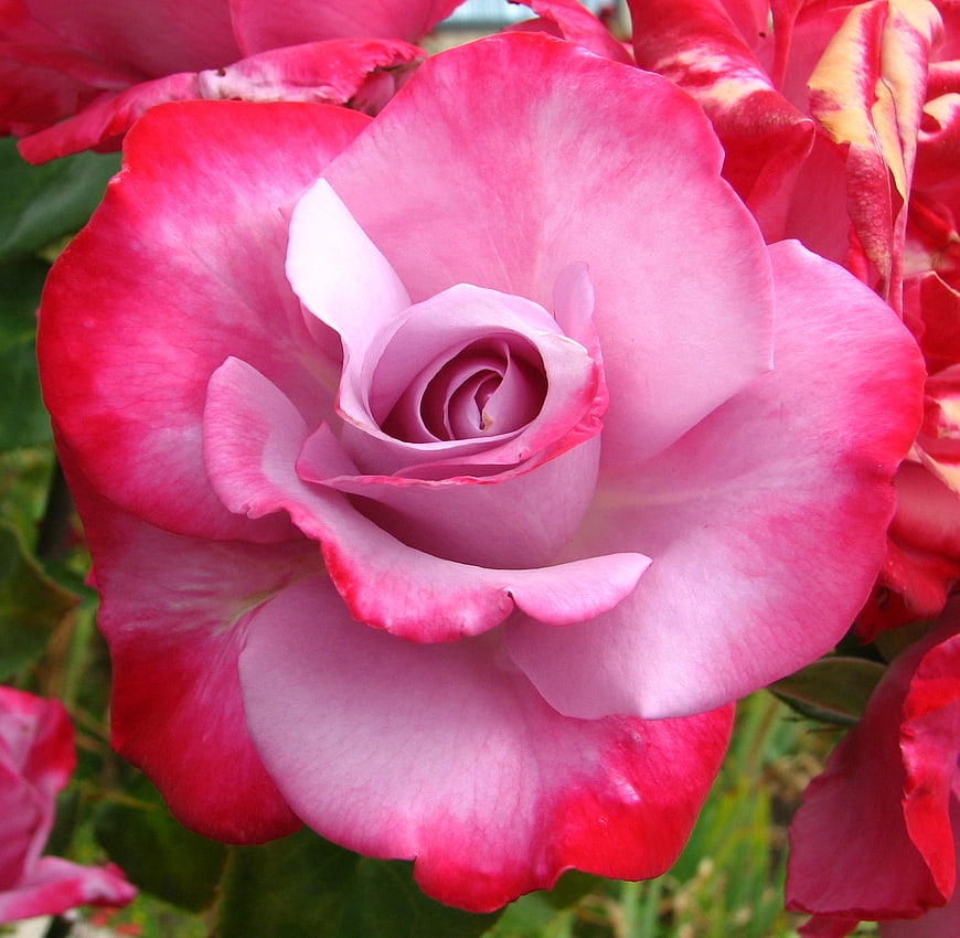 Close-up of a vibrant two-tone pink rose in bloom