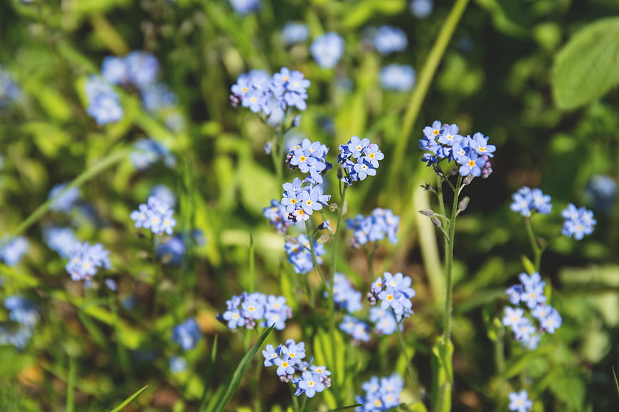 Blue forget-me-not flowers in a sunny green meadow