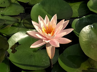 Pink Water Lily Bloom on Green Lily Pads