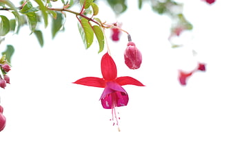 Red Fuchsia Flower Hanging Against White Background