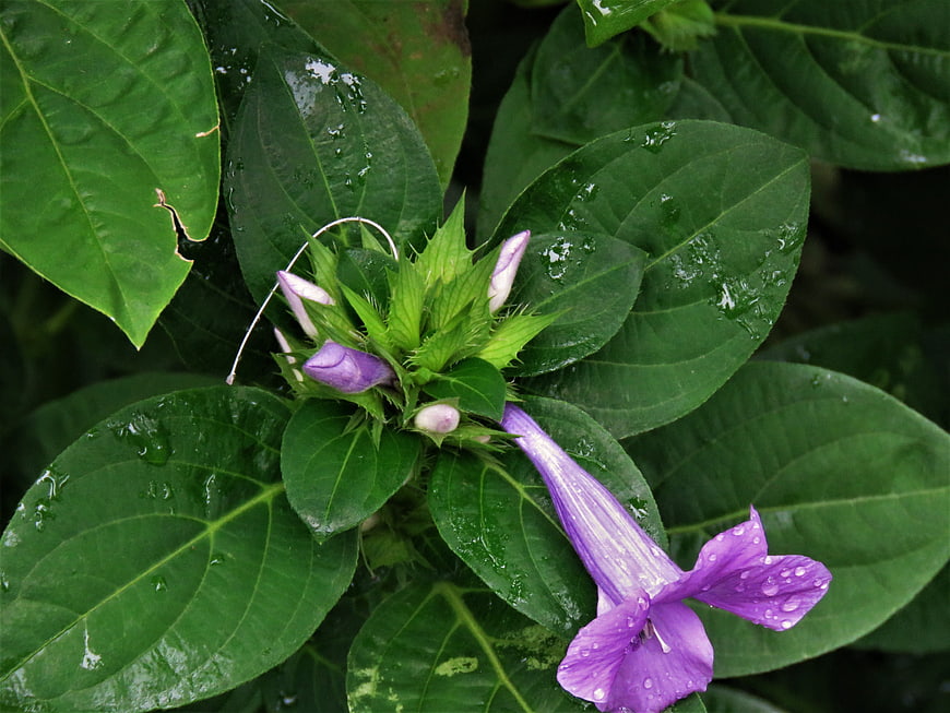 Purple Ruellia simplex flower with water droplets on green leaves