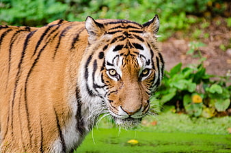 Close-up portrait of a tiger looking at camera in forest