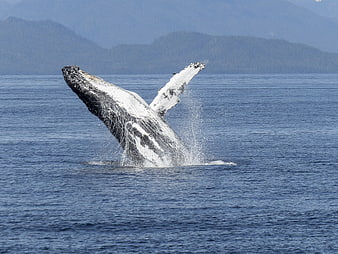 Humpback Whale Lobtailing in Ocean with Mountain Background