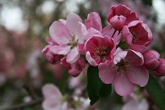 Close-up of Pink Apple Blossoms in Spring