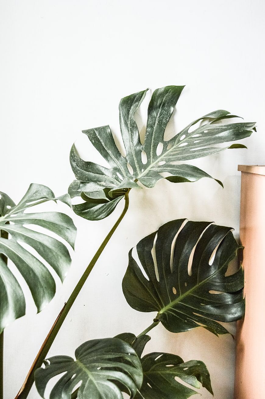 Monstera Leaves Against White Wall with Pink Vase