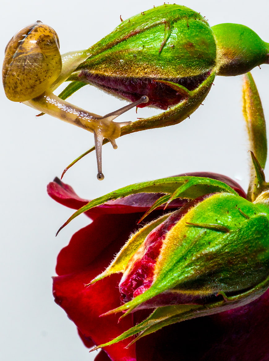 Macro Snail on Red Rose Bud