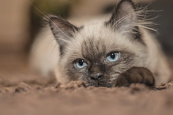 Close-up of Siamese Cat with Blue Eyes Lying Down