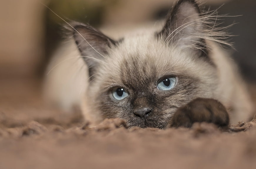 Close-up of Siamese Cat with Blue Eyes Lying Down