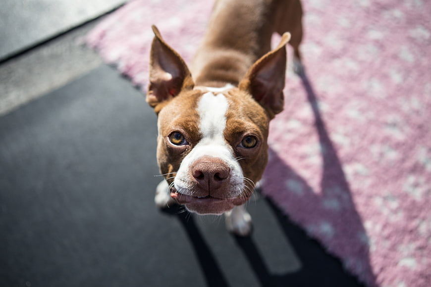 Cute Boston Terrier Puppy Looking Up at Camera