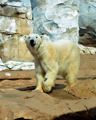 Polar Bear Walking in Zoo Enclosure