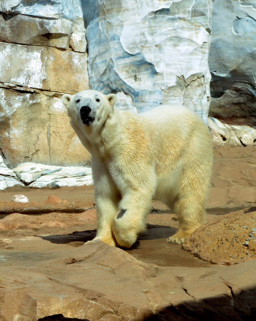 Polar Bear Walking in Zoo Enclosure