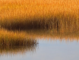 Golden Marsh Grasses Reflected in Calm Water