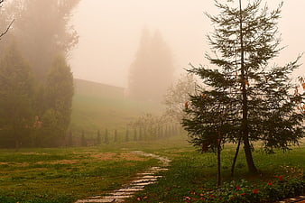 Misty stone path winding through foggy garden with trees