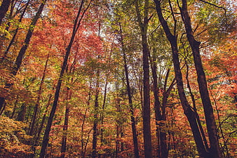 Vibrant Autumn Forest Canopy With Tall Trees And Colorful Foliage