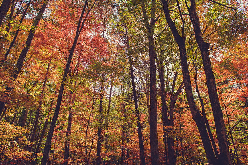 Vibrant Autumn Forest Canopy With Tall Trees And Colorful Foliage