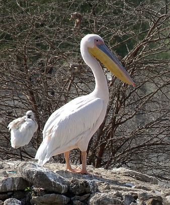 Great White Pelican Standing on Rocks with Egret