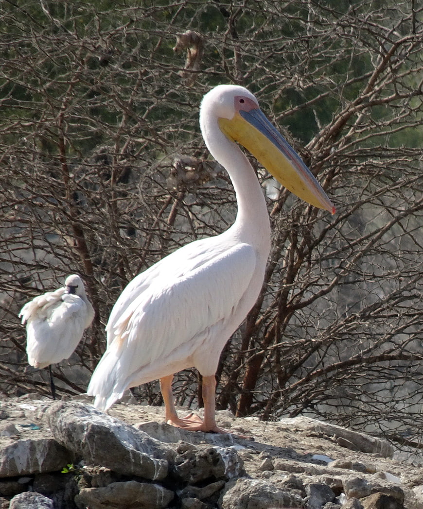 Great White Pelican Standing on Rocks with Egret