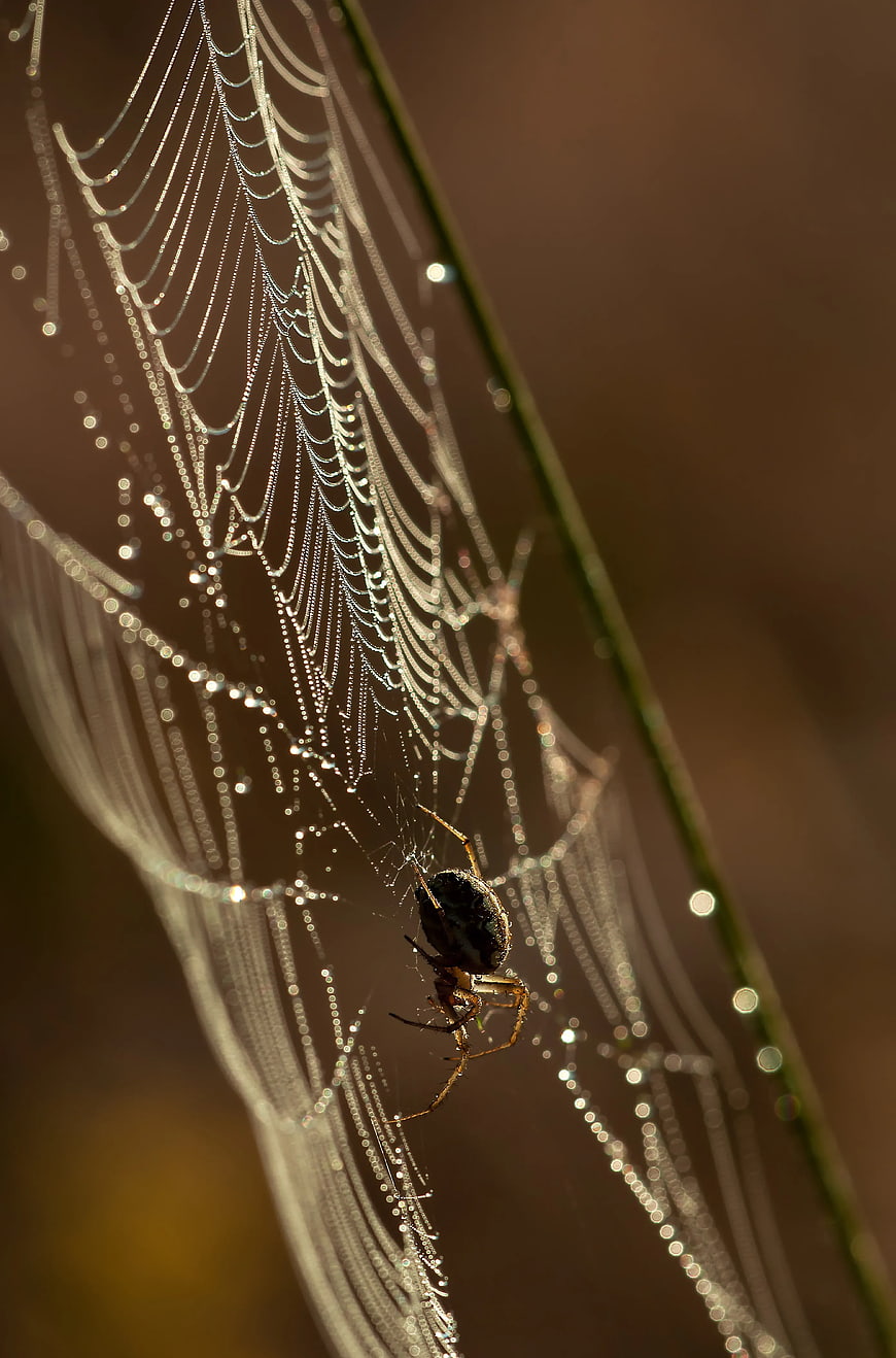 Spider on Dewy Web in Morning Light