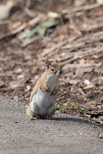 Cute Squirrel Standing on Concrete Path in Nature