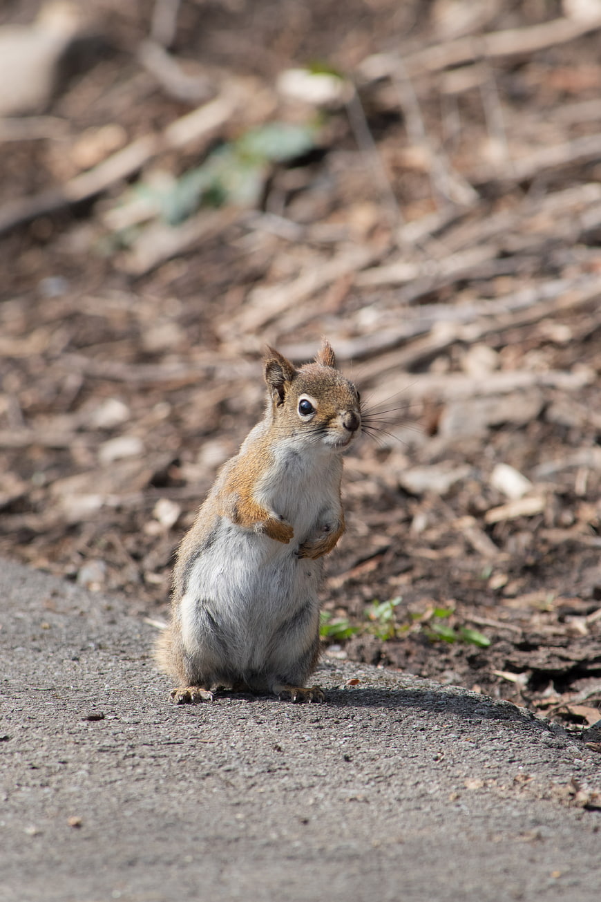 Cute Squirrel Standing on Concrete Path in Nature