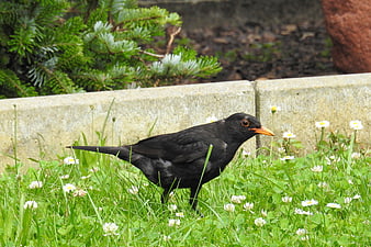 Blackbird foraging in grass with white daisies