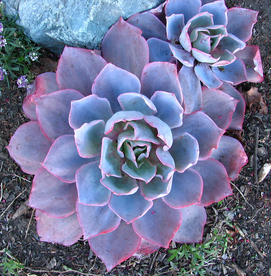 Top View of Purple and Pink Echeveria Succulents