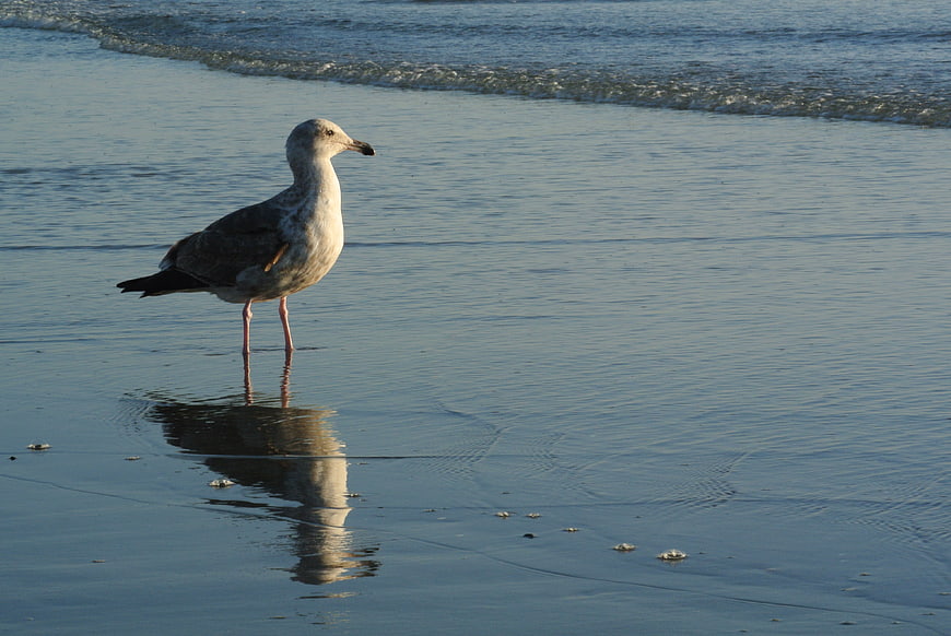 Seagull standing on wet sand beach at sunset