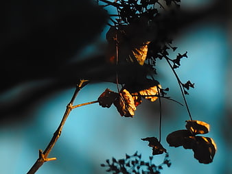 Golden autumn leaves backlit against a blue sky