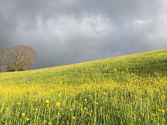 Yellow wildflowers in green meadow under stormy sky