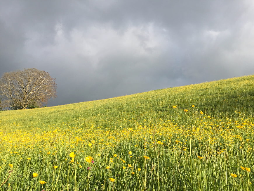Yellow wildflowers in green meadow under stormy sky