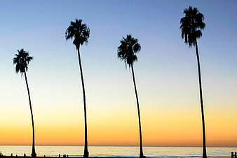 Silhouetted Palm Trees Against Sunset Ocean Skyline