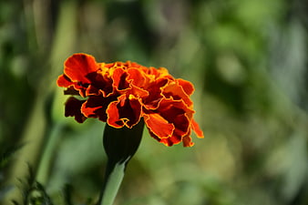 Vibrant Orange Marigold Flower Close-Up