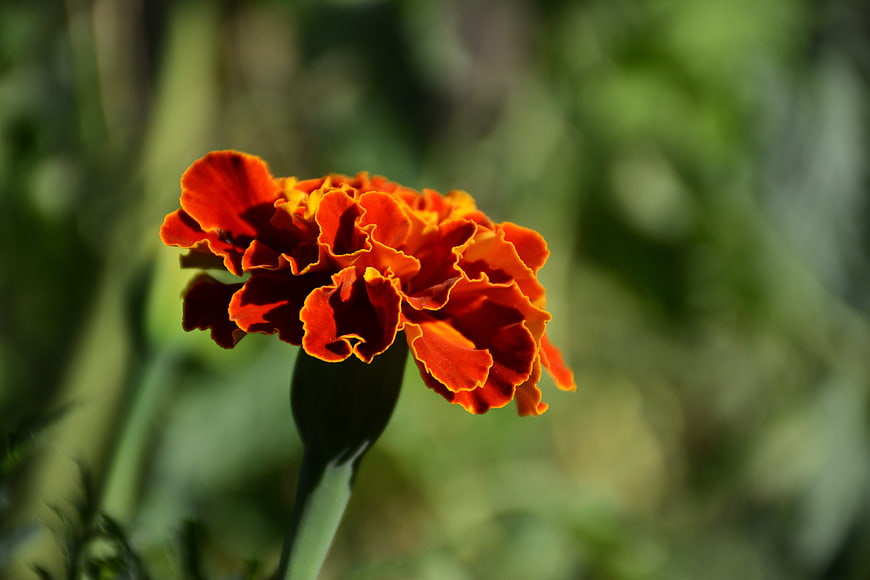 Vibrant Orange Marigold Flower Close-Up
