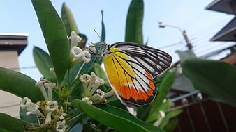 Close-up of a yellow and orange butterfly on white flowers