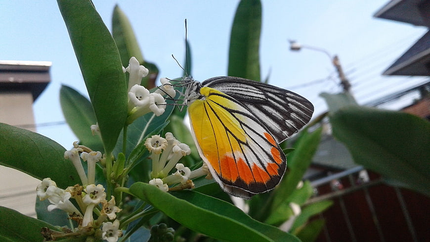 Close-up of a yellow and orange butterfly on white flowers