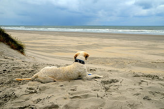 Golden Retriever Dog Resting on Sandy Beach Dunes