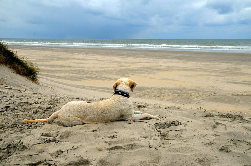 Golden Retriever Dog Resting on Sandy Beach Dunes