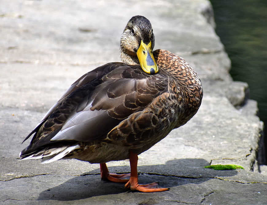 Mallard duck preening feathers on concrete riverbank