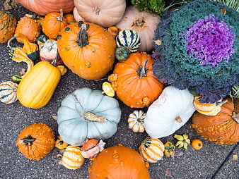 Top View of Colorful Pumpkins, Gourds, and Purple Kale