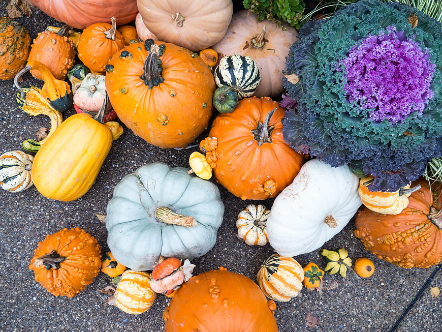 Top View of Colorful Pumpkins, Gourds, and Purple Kale