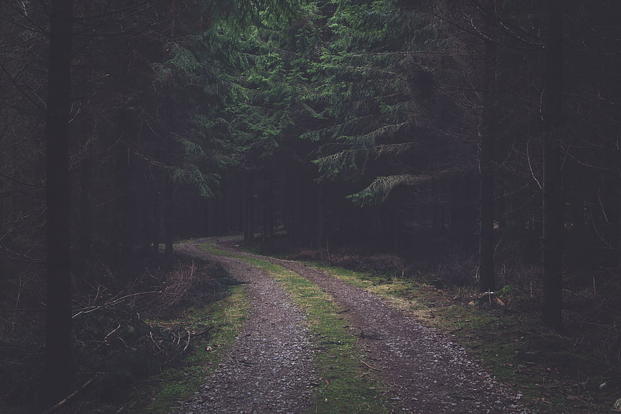 Desolate Forest Road