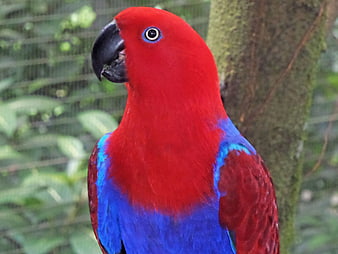 Close-up of vibrant red and blue Eclectus parrot