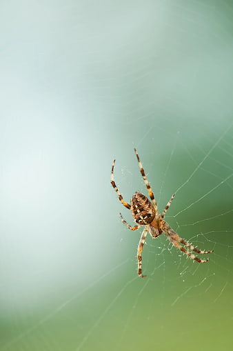 Close-up of a Garden Spider on a Web
