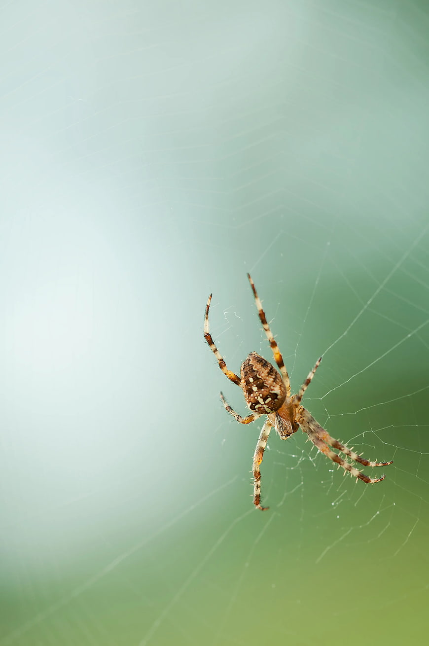 Close-up of a Garden Spider on a Web