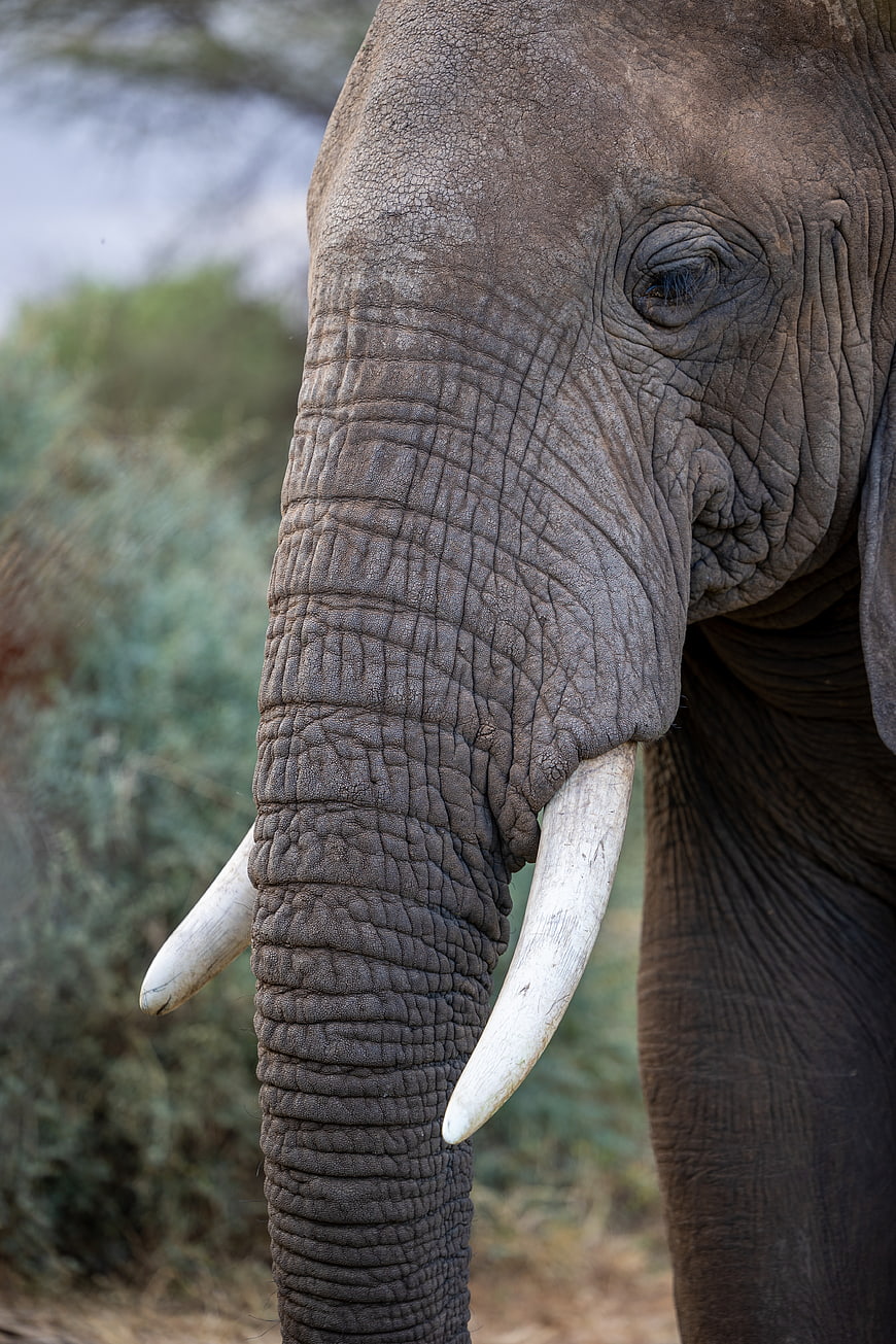 Close-up Portrait of African Elephant with Wrinkled Skin and Tusks