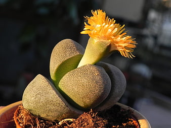 Close-up of blooming Lithops succulent with yellow flower